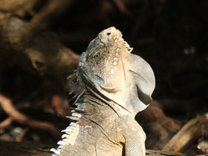 191028-Ilet Chancel-Iguana delicatissima mle-H70D-6679-300.jpg